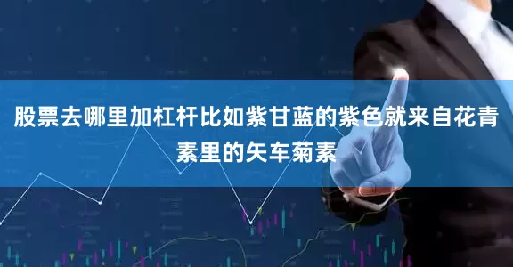 股票去哪里加杠杆比如紫甘蓝的紫色就来自花青素里的矢车菊素